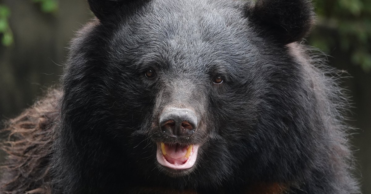 2026年最新全国熊出没マップまとめ